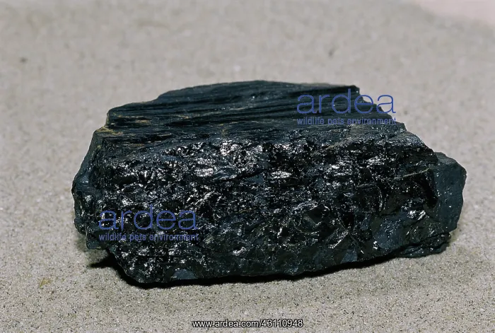 : Bituminous coal : Bituminous coal