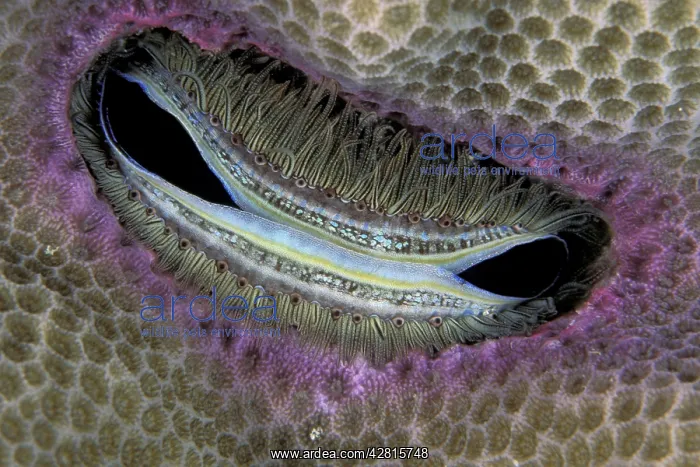  : Bivalve, burrowing Scallop, Pedum spondyloideum, Walindi, We