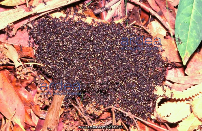 : Bivouac or Dolly ants - Nesting in soil or in trees : Bivouac or Dolly ants - Nesting in soil or in trees