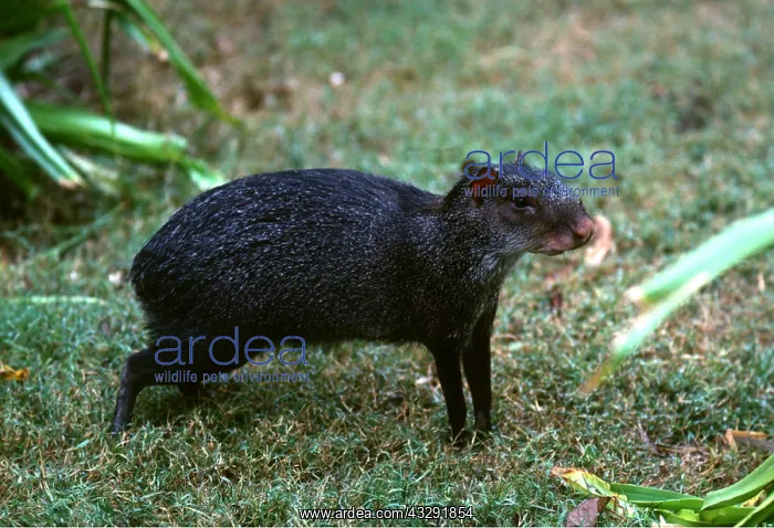 : BLACK AGOUTI : BLACK AGOUTI