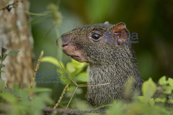 : Black Agouti (Dasyprocta fuliginosa) Tatama National : Black Agouti (Dasyprocta fuliginosa) Tatama National
