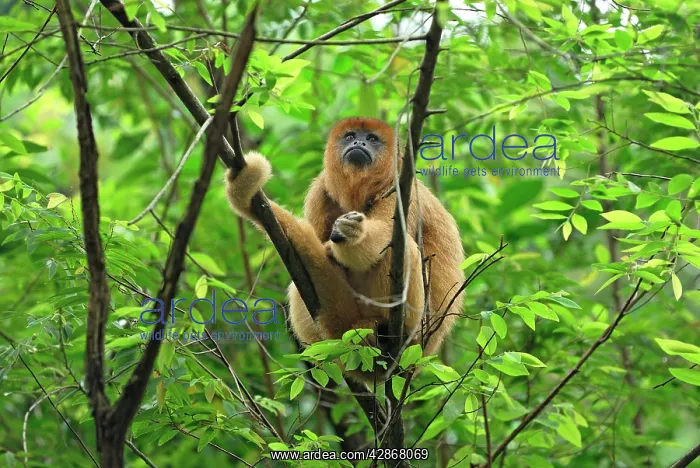 : Black-and-gold Howler : Black-and-gold Howler