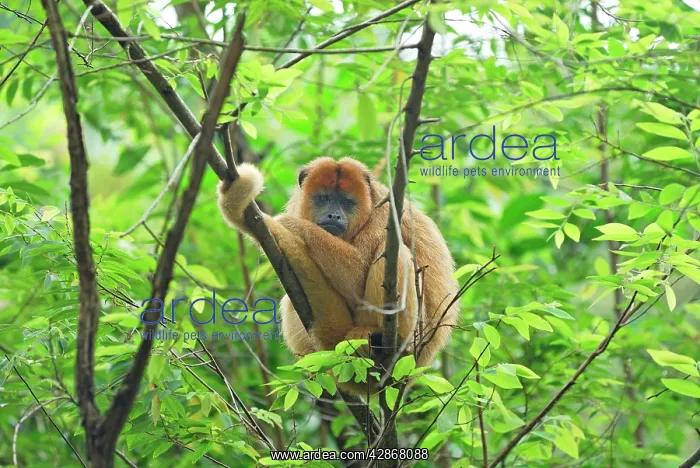 : Black-and-gold Howler : Black-and-gold Howler