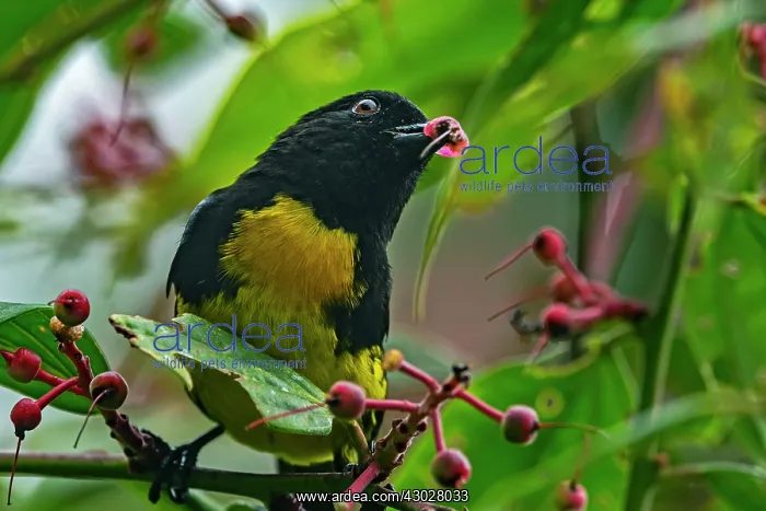 : Black-and-gold Tanager, Las Tangaras Bird Reserve : Black-and-gold Tanager, Las Tangaras Bird Reserve