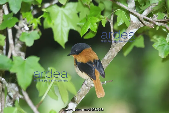 : Black-and-orange / Black and Rufous Flycatcher : Black-and-orange / Black and Rufous Flycatcher