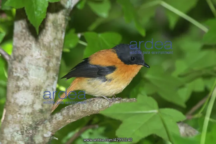  : Black-and-orange  /  Black and Rufous FlycatcherInhabits