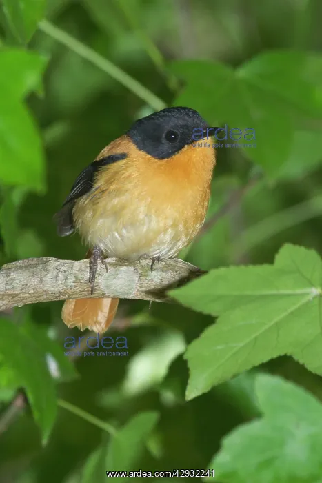  : Black-and-orange  /  Black and Rufous FlycatcherInhabits