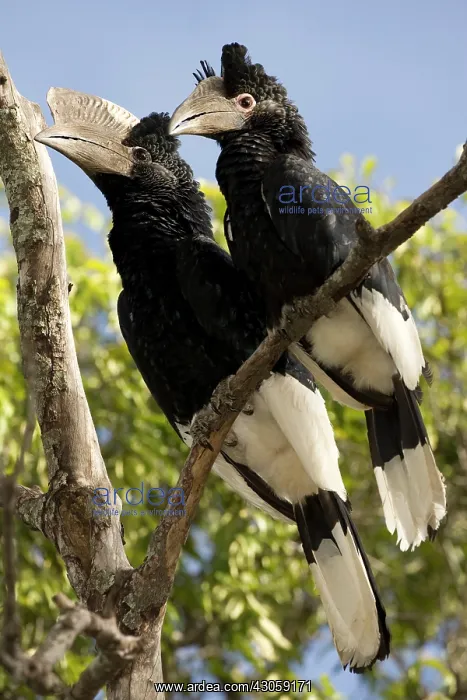 : Black-and-white Casqued Hornbill pair, Ceratogymna : Black-and-white Casqued Hornbill pair, Ceratogymna