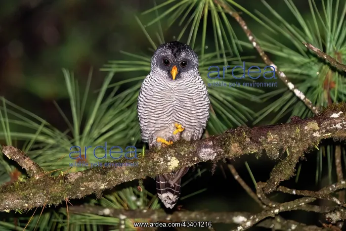 : Black-and-white owl, Strix nigrolineata : Black-and-white owl, Strix nigrolineata