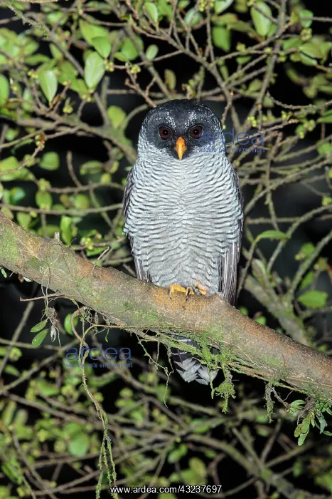 : Black-and-white owl Strix nigrolineata Perched in a tr : Black-and-white owl Strix nigrolineata Perched in a tr