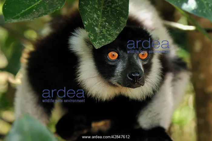 : Black-and-white Ruffed Lemur : Black-and-white Ruffed Lemur
