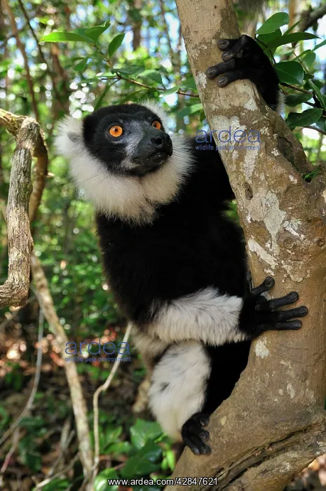  : Black-and-white Ruffed Lemur