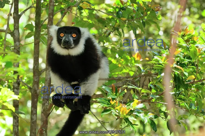 : Black-and-white Ruffed Lemur : Black-and-white Ruffed Lemur