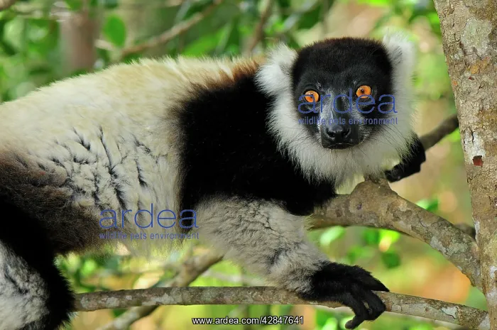 : Black-and-white Ruffed Lemur : Black-and-white Ruffed Lemur