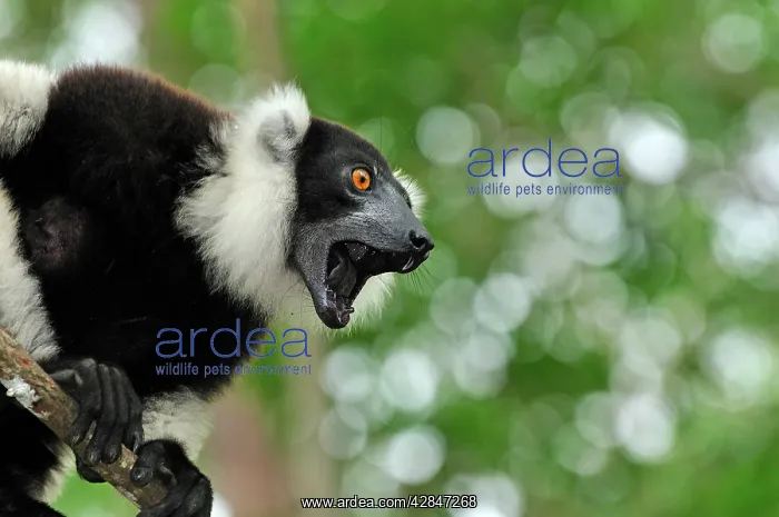 : Black-and-white Ruffed Lemur - calling : Black-and-white Ruffed Lemur - calling