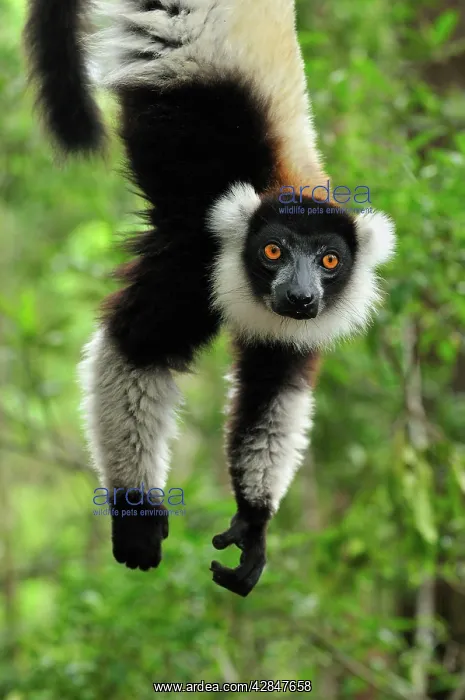 : Black-and-white Ruffed Lemur - hanging upside down : Black-and-white Ruffed Lemur - hanging upside down