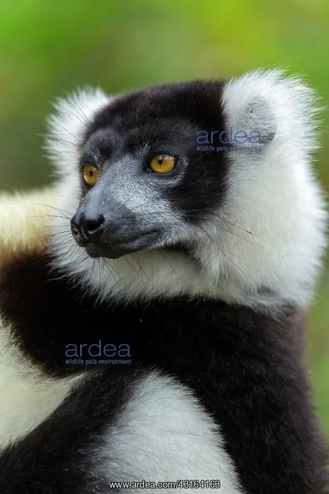 : Black-and-white ruffed lemur - Vakona Forest Lodge, Andasibe : Black-and-white ruffed lemur - Vakona Forest Lodge, Andasibe