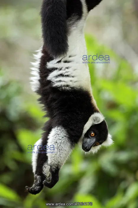 : Black-and-white ruffed lemur - Vakona Forest Lodge, Andasibe : Black-and-white ruffed lemur - Vakona Forest Lodge, Andasibe