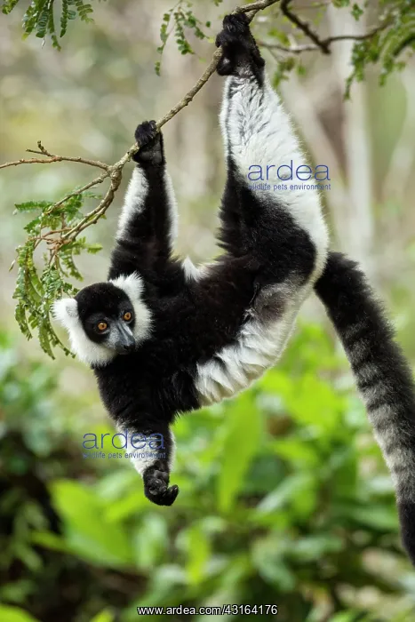 : Black-and-white ruffed lemur - Vakona Forest Lodge, Andasibe : Black-and-white ruffed lemur - Vakona Forest Lodge, Andasibe