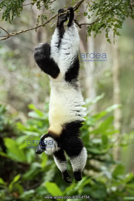 : Black-and-white ruffed lemur - Vakona Forest Lodge, Andasibe : Black-and-white ruffed lemur - Vakona Forest Lodge, Andasibe