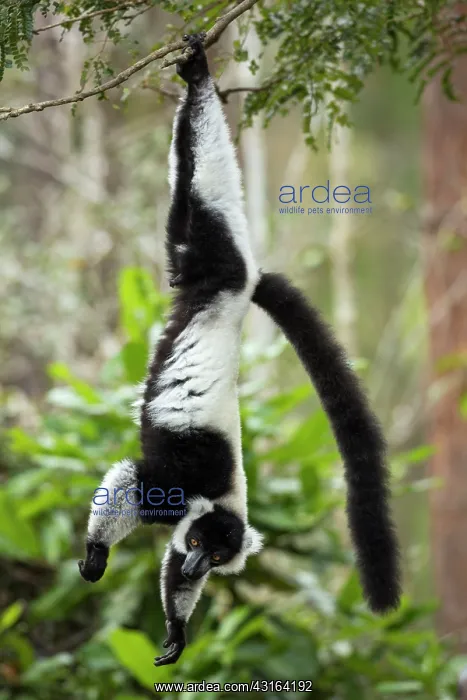 : Black-and-white ruffed lemur - Vakona Forest Lodge, Andasibe : Black-and-white ruffed lemur - Vakona Forest Lodge, Andasibe