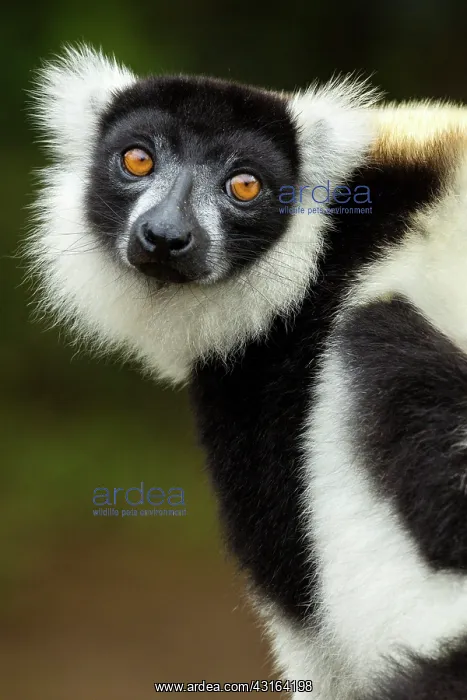: Black-and-white ruffed lemur - Vakona Forest Lodge, Andasibe : Black-and-white ruffed lemur - Vakona Forest Lodge, Andasibe