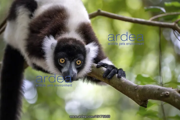: Black-and-white ruffed lemur (Varecia variegata) : Black-and-white ruffed lemur (Varecia variegata)