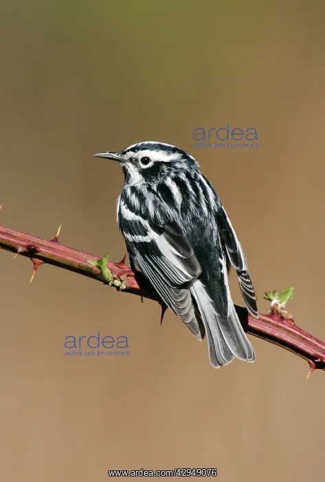 : Black-and-White Warbler : Black-and-White Warbler
