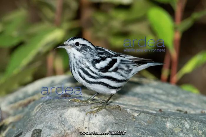 : Black-and-White Warbler : Black-and-White Warbler