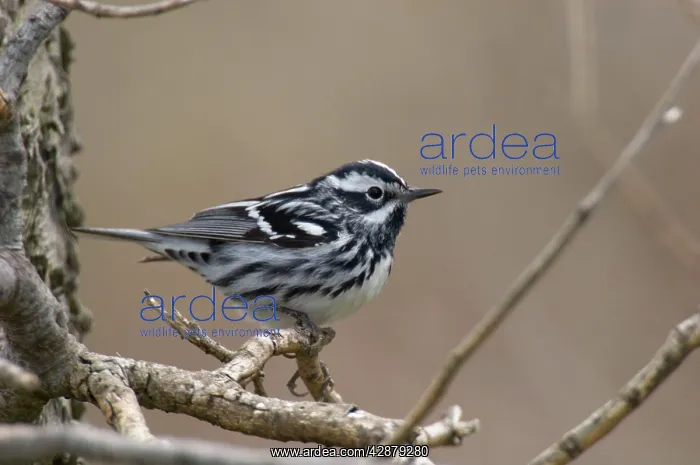 : Black-and-white Warbler - Male perched on branch, Spring : Black-and-white Warbler - Male perched on branch, Spring