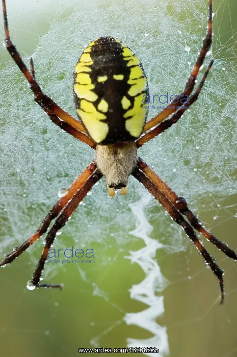  : Black-and-yellow argiope, Argiope aurantia
