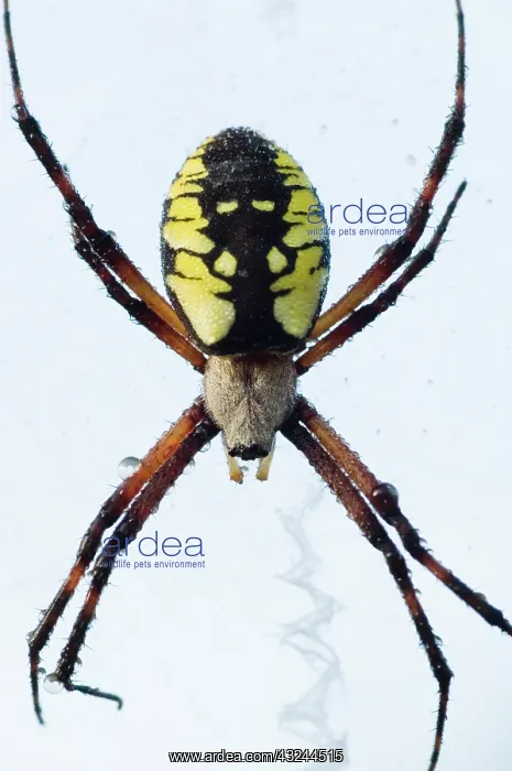 : Black-and-yellow argiope, Argiope aurantia : Black-and-yellow argiope, Argiope aurantia