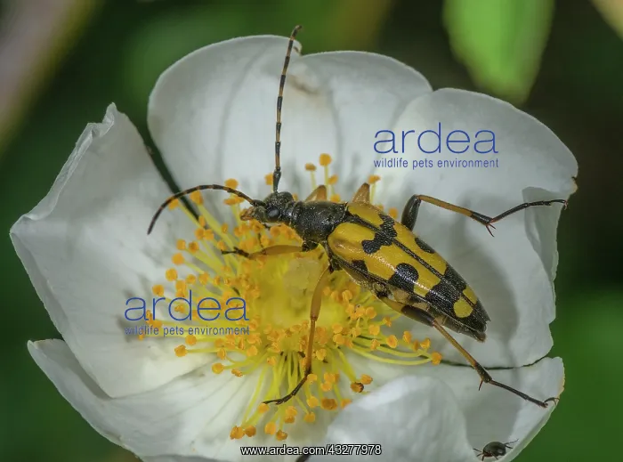 : Black-and-yellow Longhorn, Rutpela maculata, feeding : Black-and-yellow Longhorn, Rutpela maculata, feeding
