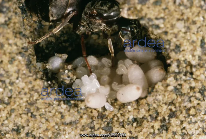 : Black Ant - At nest with eggs & Larvae : Black Ant - At nest with eggs & Larvae
