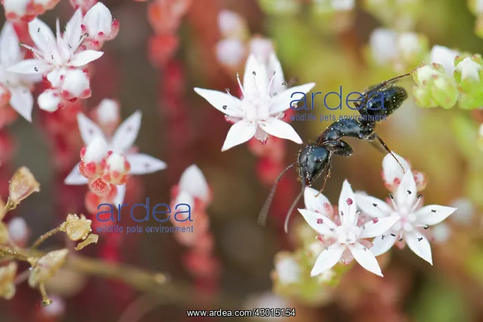 : Black Ant - over pink flowers : Black Ant - over pink flowers
