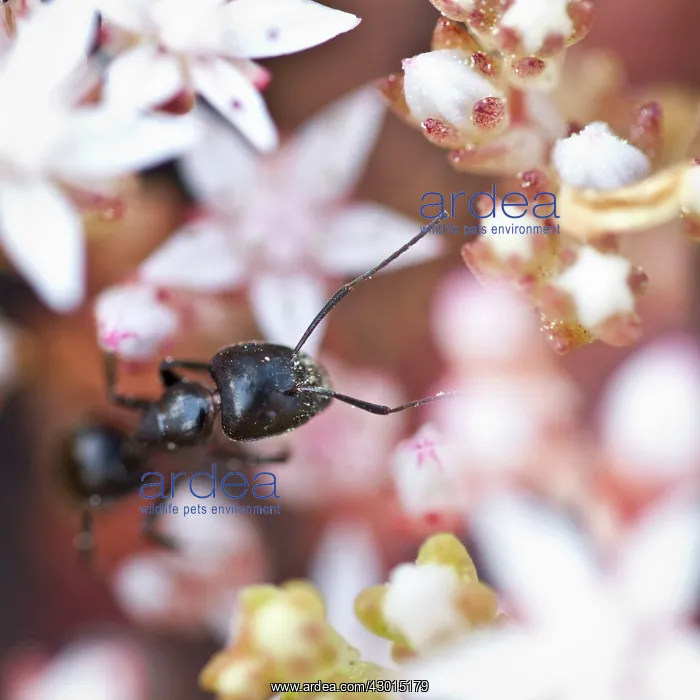 : Black Ant - over pink flowers : Black Ant - over pink flowers
