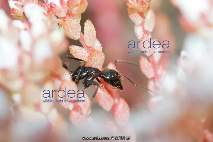 : Black Ant - over pink flowers : Black Ant - over pink flowers