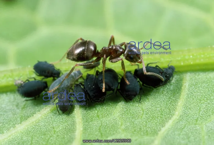 : Black Ant - tending black bean aphids : Black Ant - tending black bean aphids