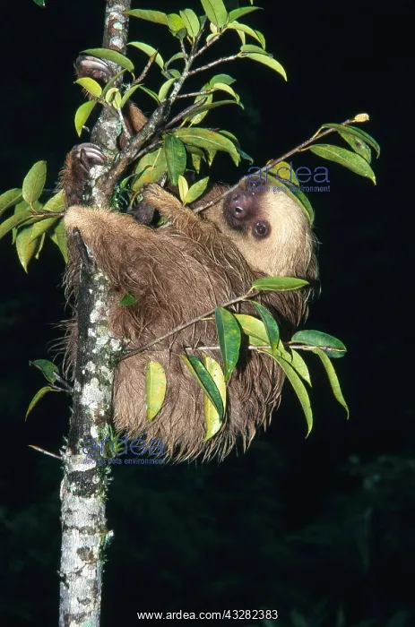 : A black anteater (Cyclopes didactylus) at termite : A black anteater (Cyclopes didactylus) at termite