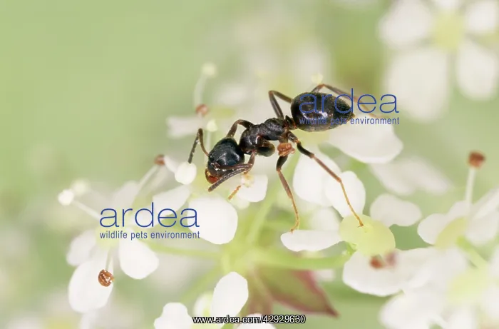  : Black ANTS