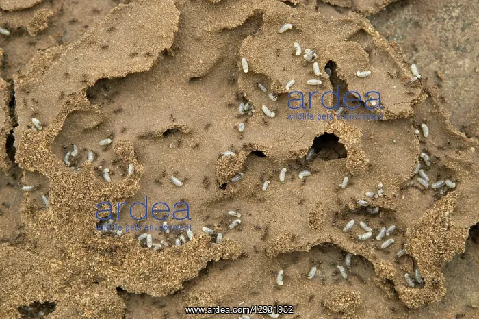: Black Ants - with larvae at nest : Black Ants - with larvae at nest