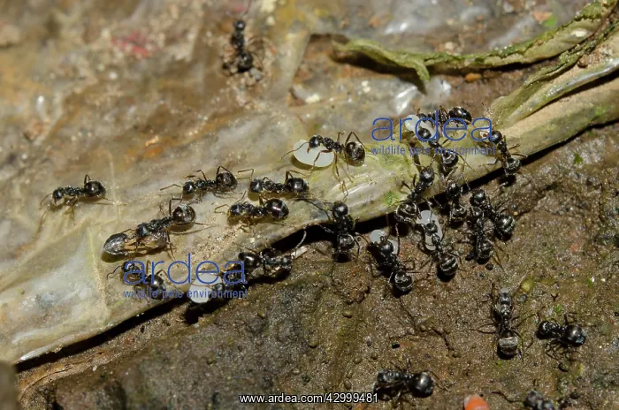 : Black Ants - moving their colony carrying larvae : Black Ants - moving their colony carrying larvae