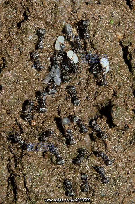 : Black Ants - moving their colony carrying larvae : Black Ants - moving their colony carrying larvae