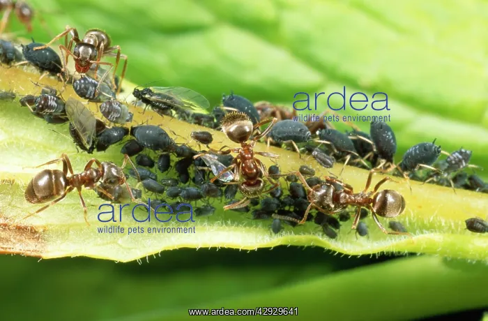 : Black ANTS - tending black aphids : Black ANTS - tending black aphids