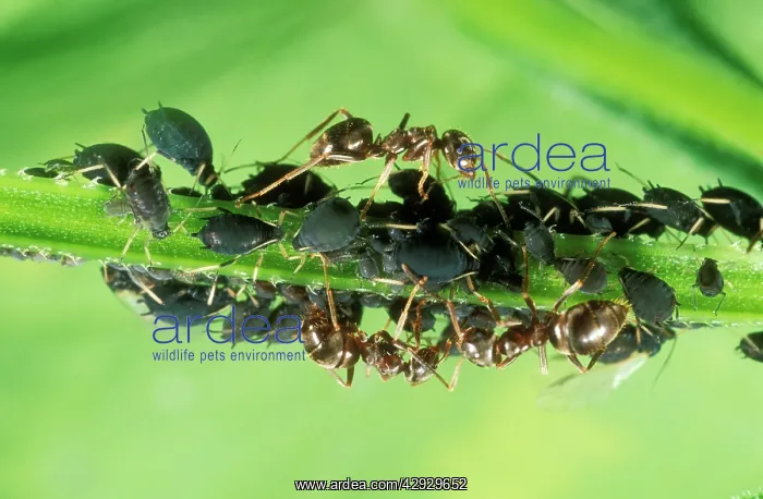: Black ANTS - tending black aphids : Black ANTS - tending black aphids