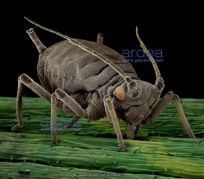 : Black Aphid : Black Aphid