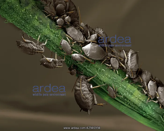 : Black Aphid : Black Aphid