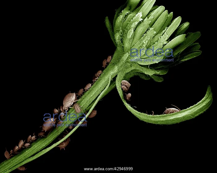  : Black Aphid