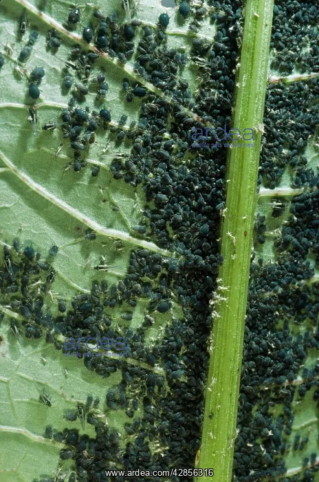 : BLACK APHID COLONY : BLACK APHID COLONY