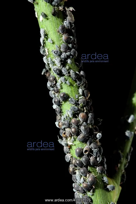 : Black Aphid - colony : Black Aphid - colony